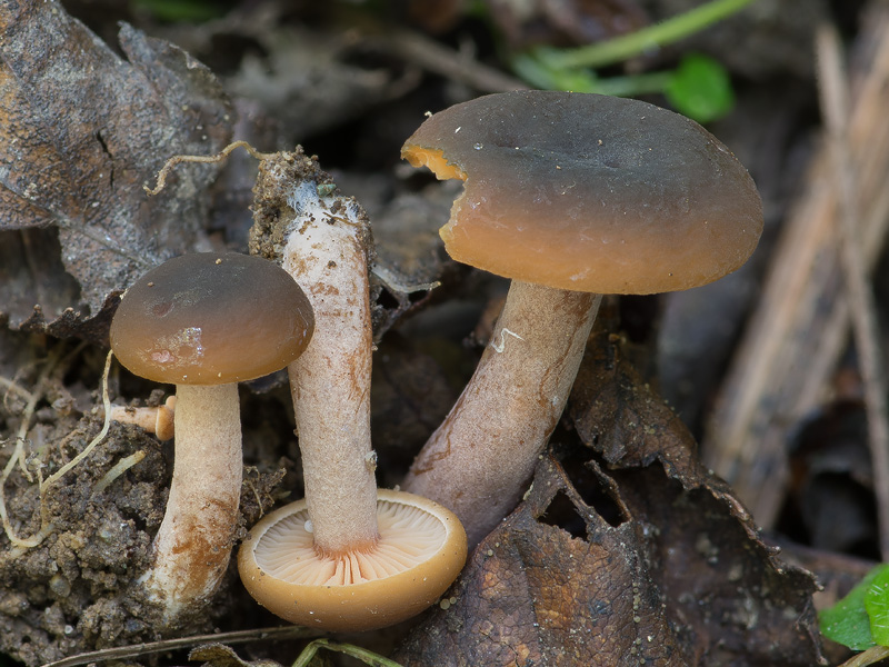 Lactarius brunneohepaticus